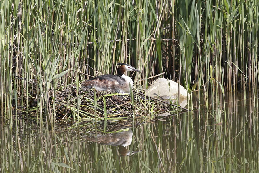 Grebe on nest Photograph by Ronald Jansen - Fine Art America