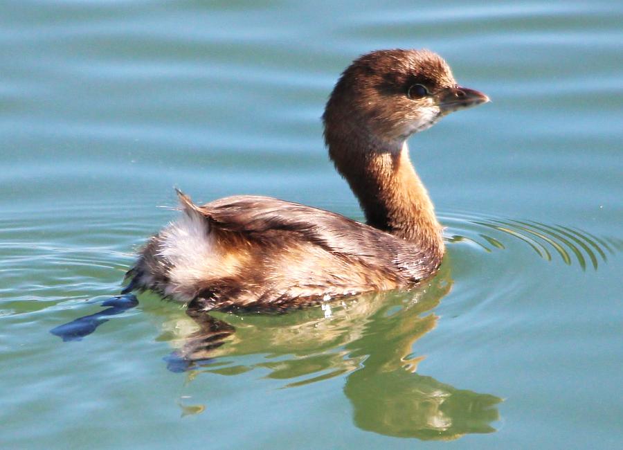Duck Photograph - Grebe #1 by Paulette Thomas