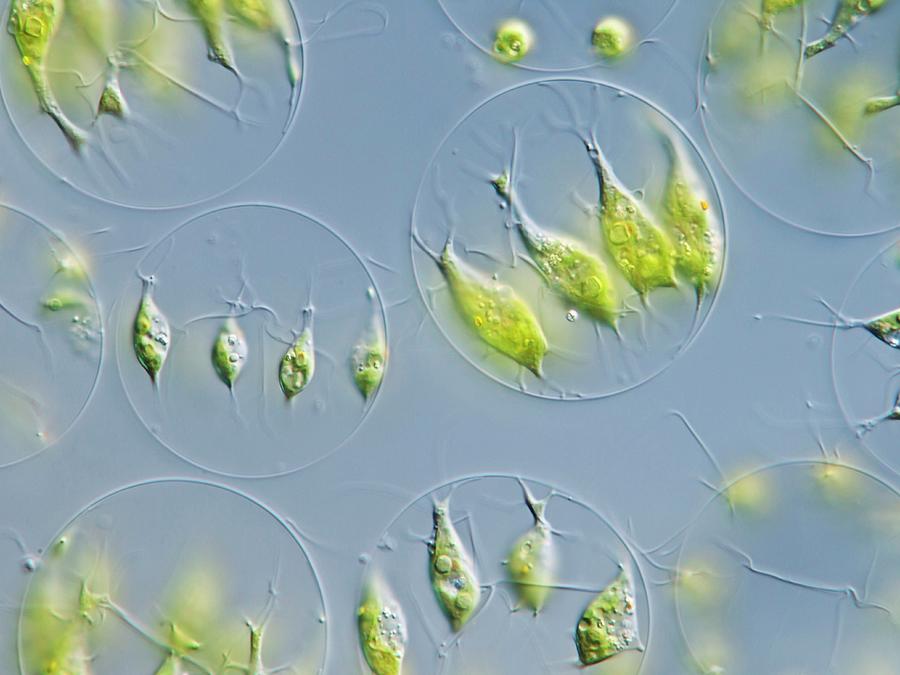 Green Algae #1 Photograph by Gerd Guenther/science Photo Library