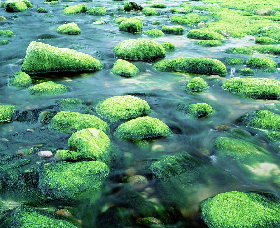 Green Algae In Estaurine Tidal Zone #1 Photograph by Simon Fraser/science Photo Library