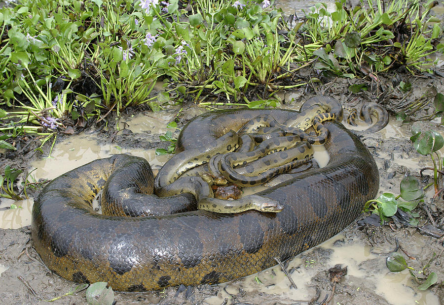 Green Anacondas #1 Photograph by M. Watson