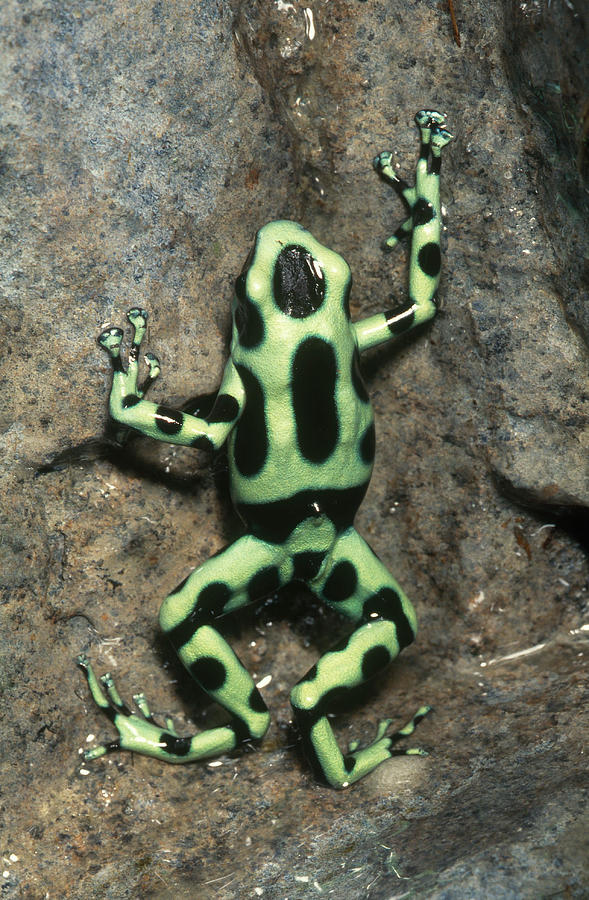 Green And Black Poison Dart Frog #1 Photograph by John Mitchell