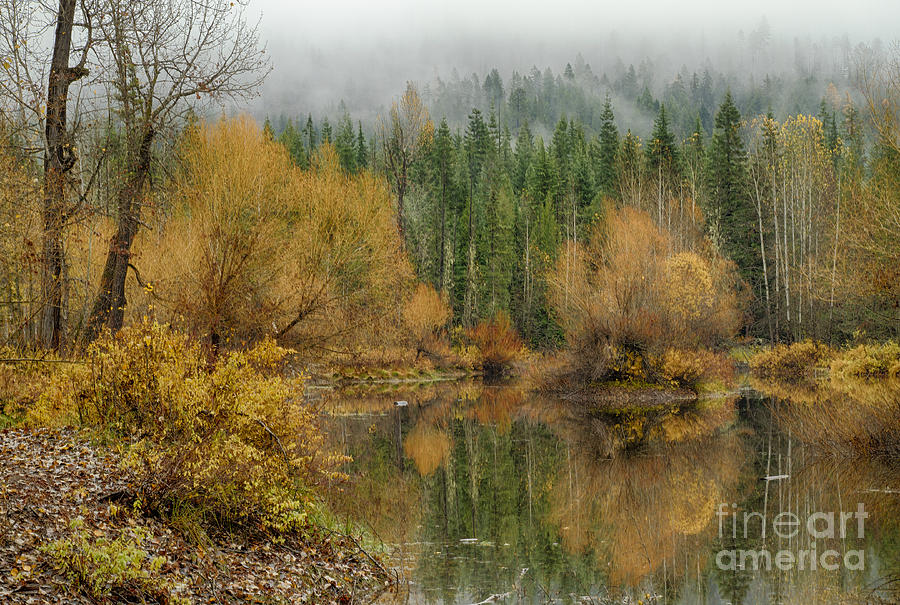 Green and Gold #1 Photograph by Idaho Scenic Images Linda Lantzy