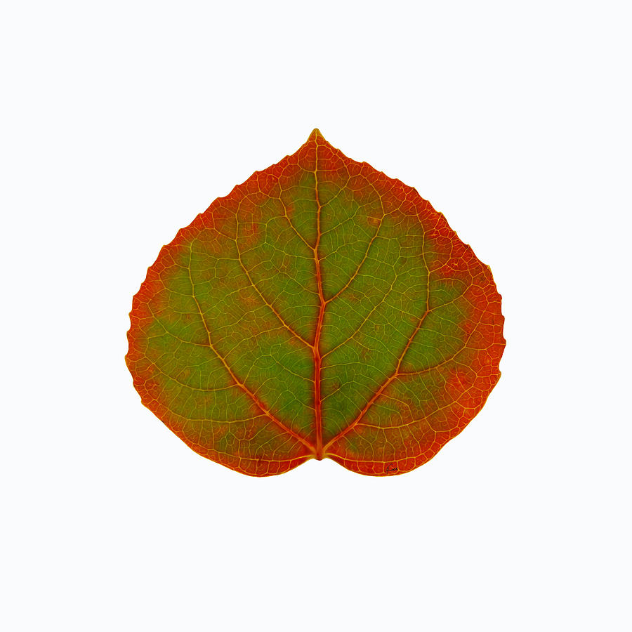 Green and Red Aspen Leaf 1 #1 Digital Art by Agustin Goba