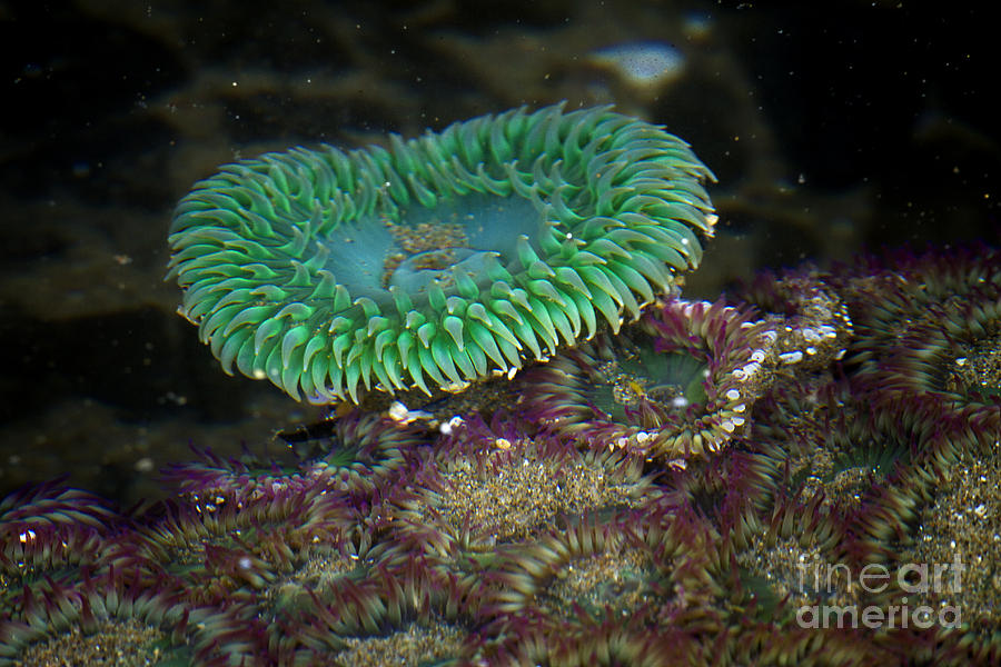 Green Anemone #1 Photograph by Carrie Cranwill