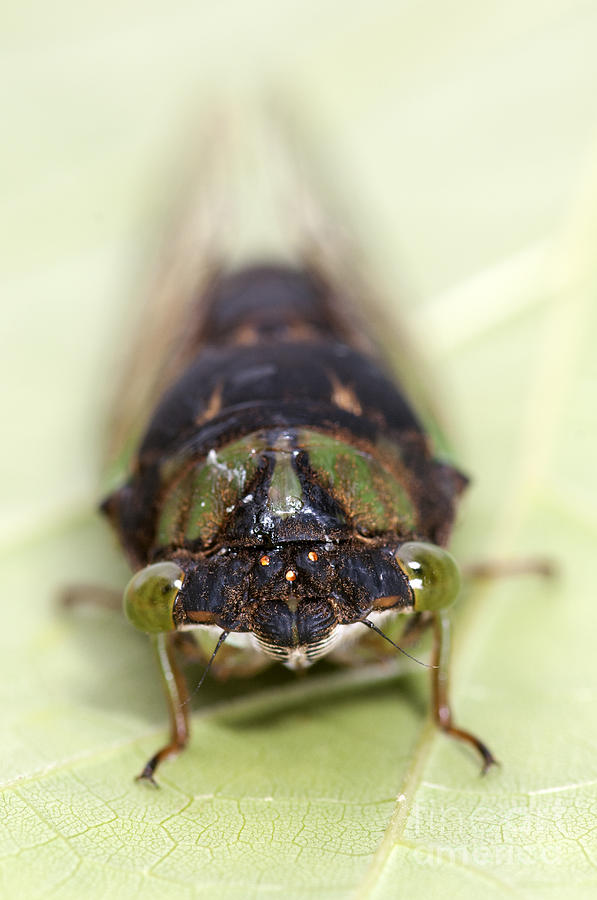 Green Annual Cicada #1 Photograph by Scott Camazine