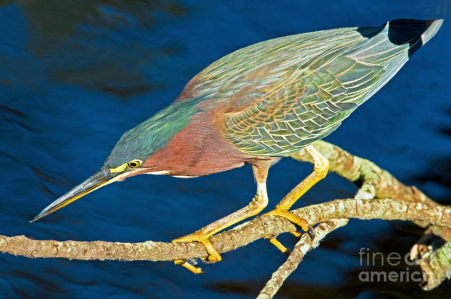 Green-backed Heron #1 Photograph by Millard H. Sharp