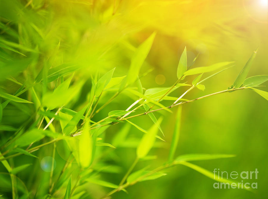 Spring Photograph - Green bamboo background #1 by Anna Om