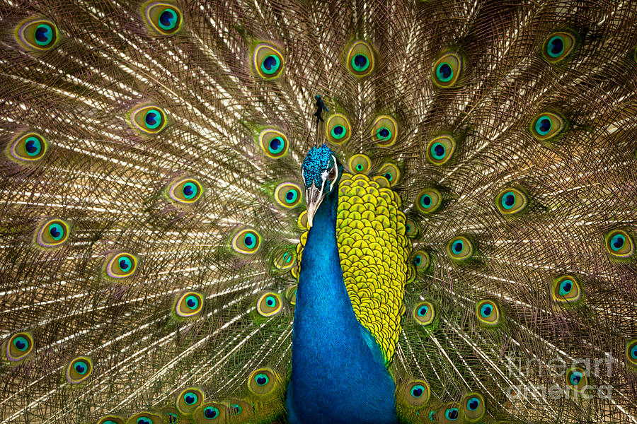 Wildlife Photograph - Green Beautiful Peacock #1 by Tosporn Preede