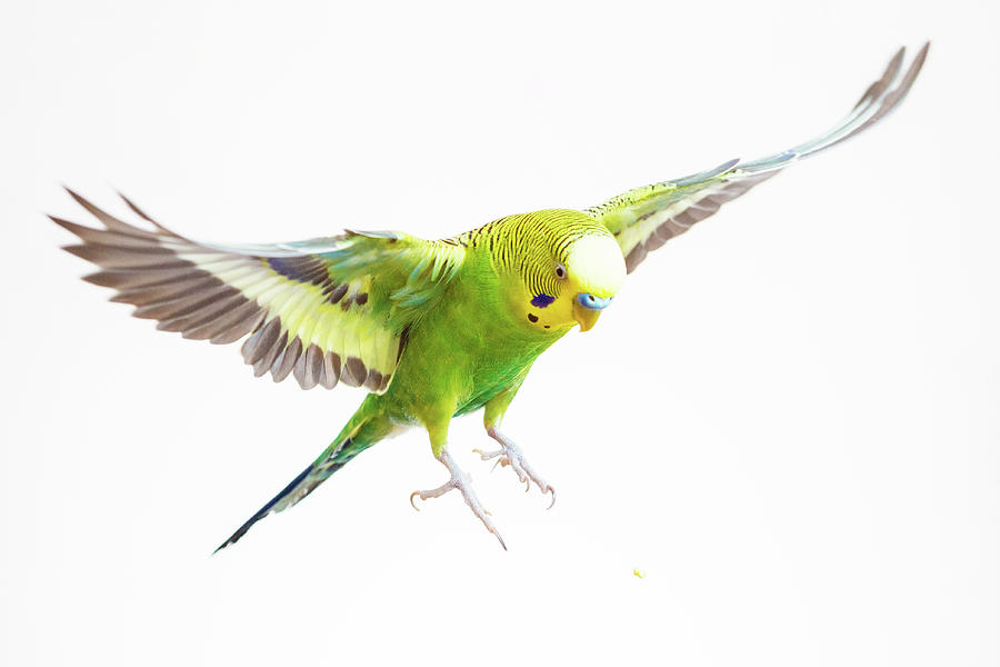 Green Budgerigar In Flight #1 Photograph by Wild Horse Photography