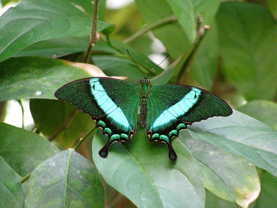 Green Butterfly #1 Photograph by Melinda Saminski