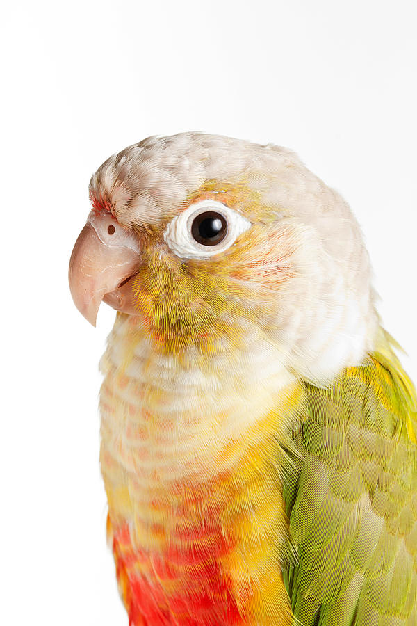 Parakeet Photograph - Green-cheeked Conure Pineapple P #1 by David Kenny