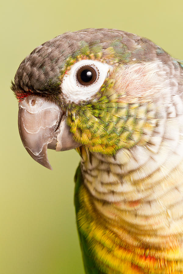 Green-cheeked Conure Pyrrhura Molinae #1 Photograph by David Kenny