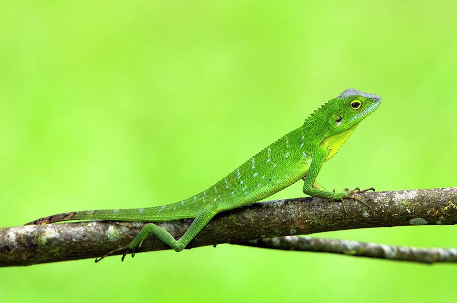 Green Crested Lizard #1 Photograph by Tony Camacho/science Photo Library