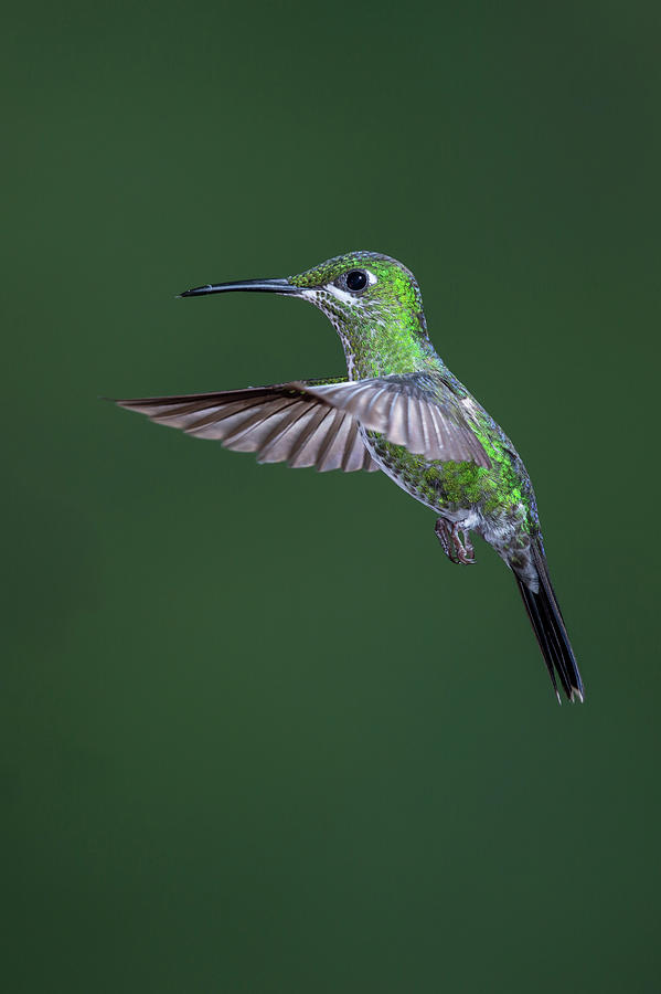 Green-crowned Brilliant Hummingbird #1 Photograph by Michael Mike L. Baird Flickr.bairdphotos.com