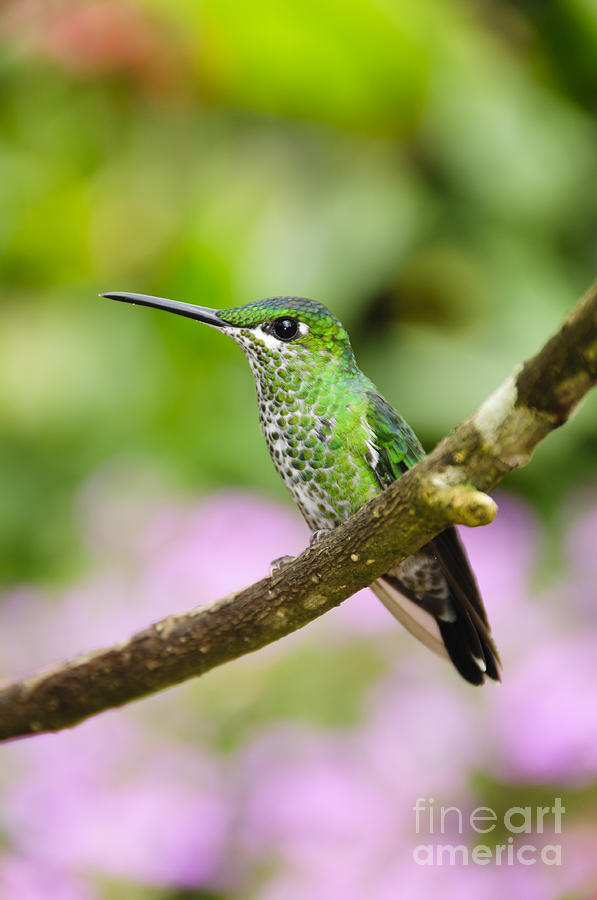Hummingbird Photograph - Green-crowned Brilliant Hummingbird #1 by Oscar Gutierrez