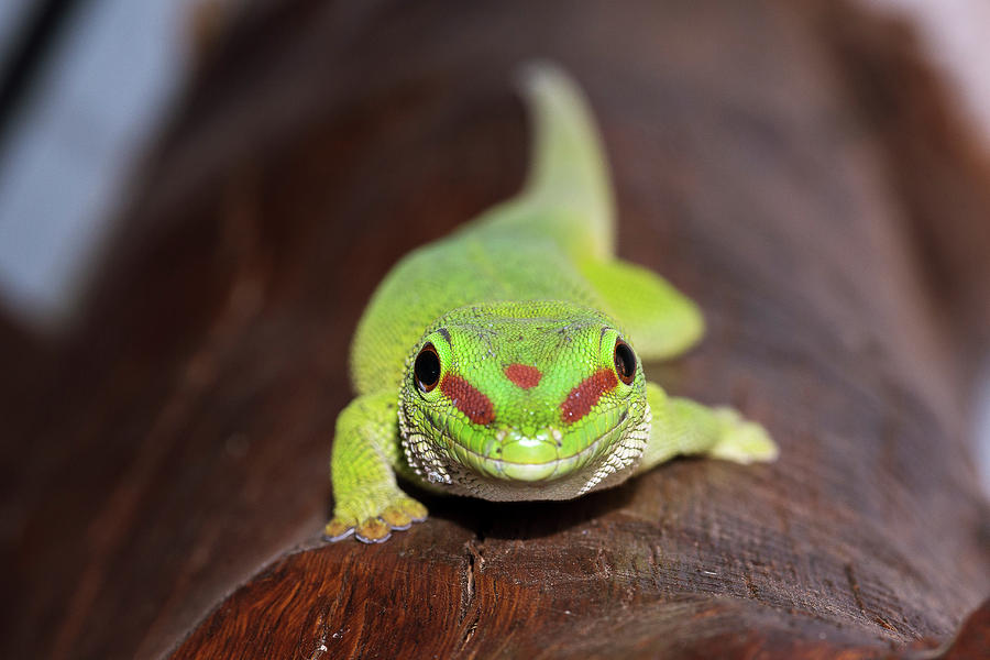 Nature Photograph - Green Day Gecko #1 by Dr P. Marazzi
