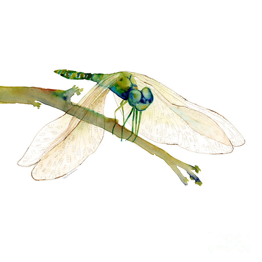 Insects Painting - Green Dragonfly #1 by Amy Kirkpatrick