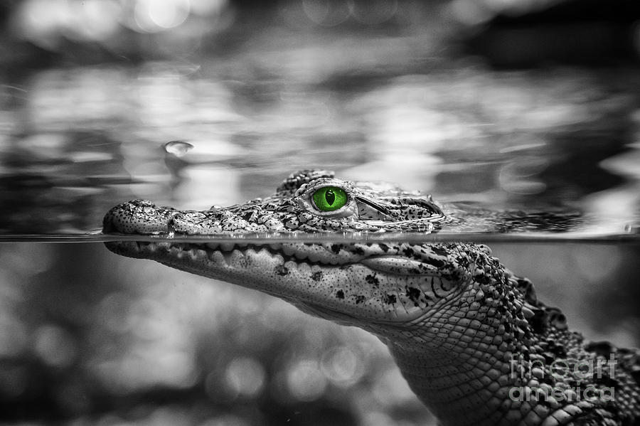 Crocodile Photograph - Green Eyes #2 by Fabian Roessler