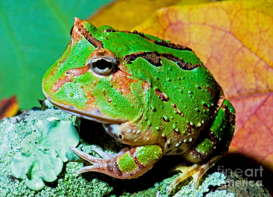 Wildlife Photograph - Green Fantasy Frogpacman Frog #1 by Millard H. Sharp
