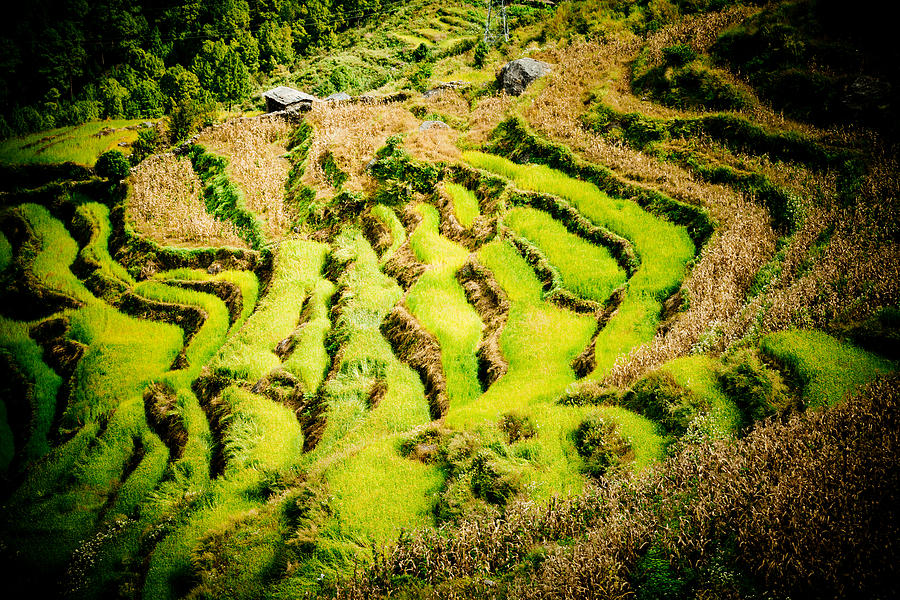Green field in Nepal  #1 Photograph by Raimond Klavins