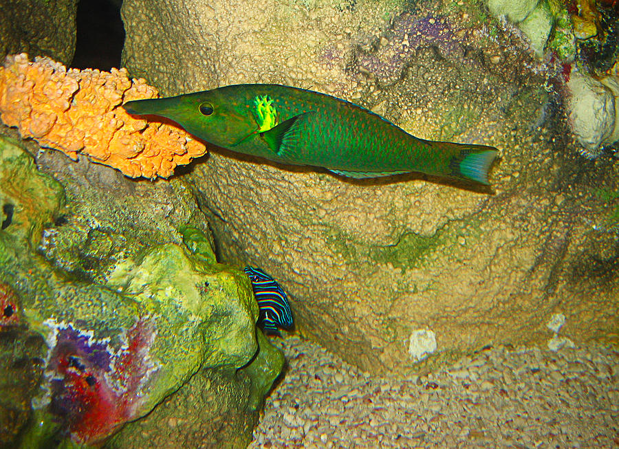 Рыба с зелеными костями 6 букв. Зеленая рыбка. Зеленые рыбы большие. Зеленые красивые рыбы. Изумрудная рыбка.