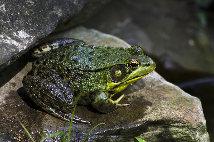 Green Frog Photograph by Christina Rollo