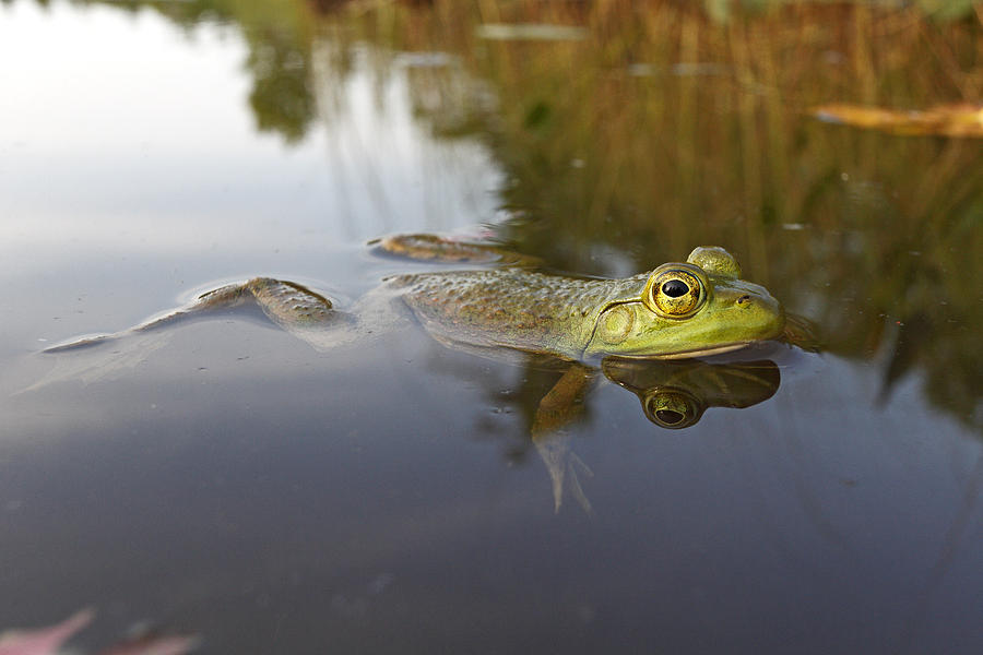 Green Frog Nova Scotia Canada #1 Photograph by Scott Leslie
