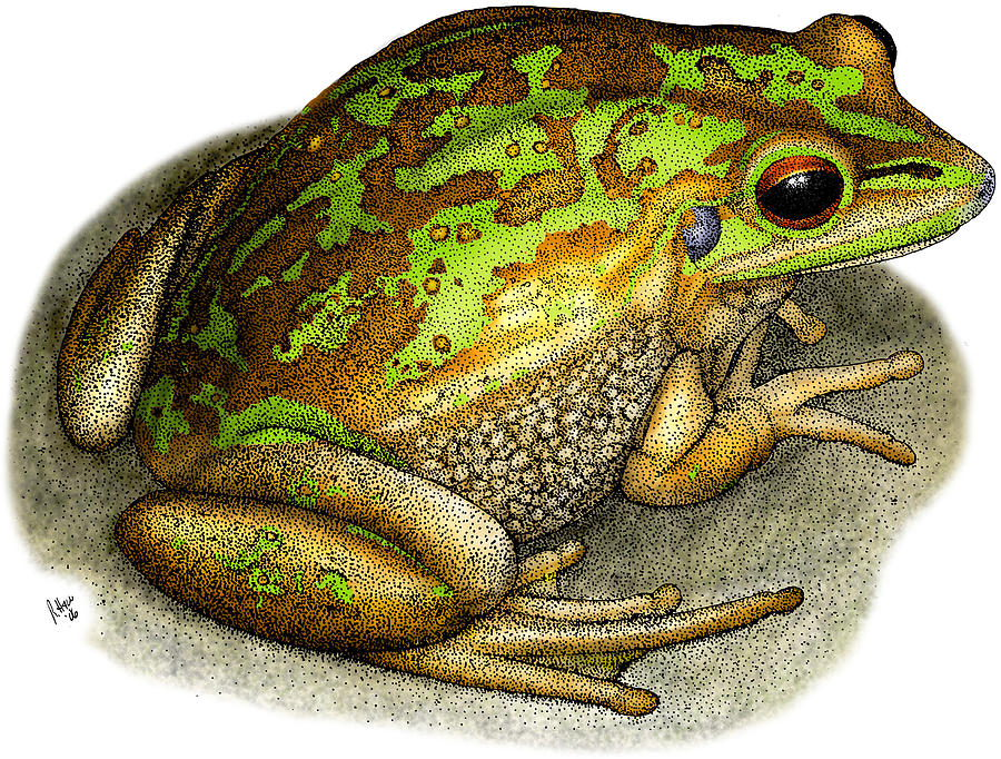 Green Golden Bell Frog #1 Photograph by Roger Hall