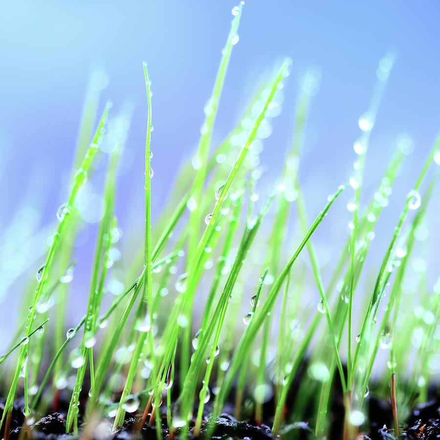 Green Grass Background #1 Photograph by Alubalish