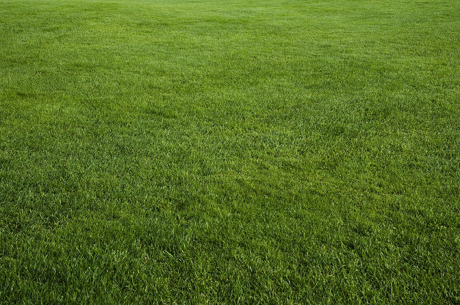 Green grass field #1 Photograph by Rouzes