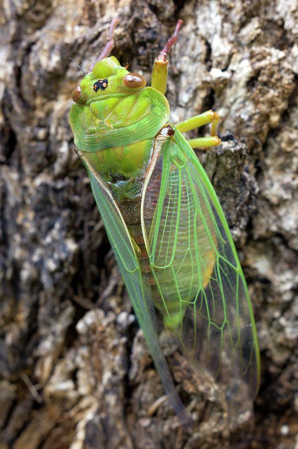 Insects Photograph - Green Grocer Cicada #1 by Dr Jeremy Burgess
