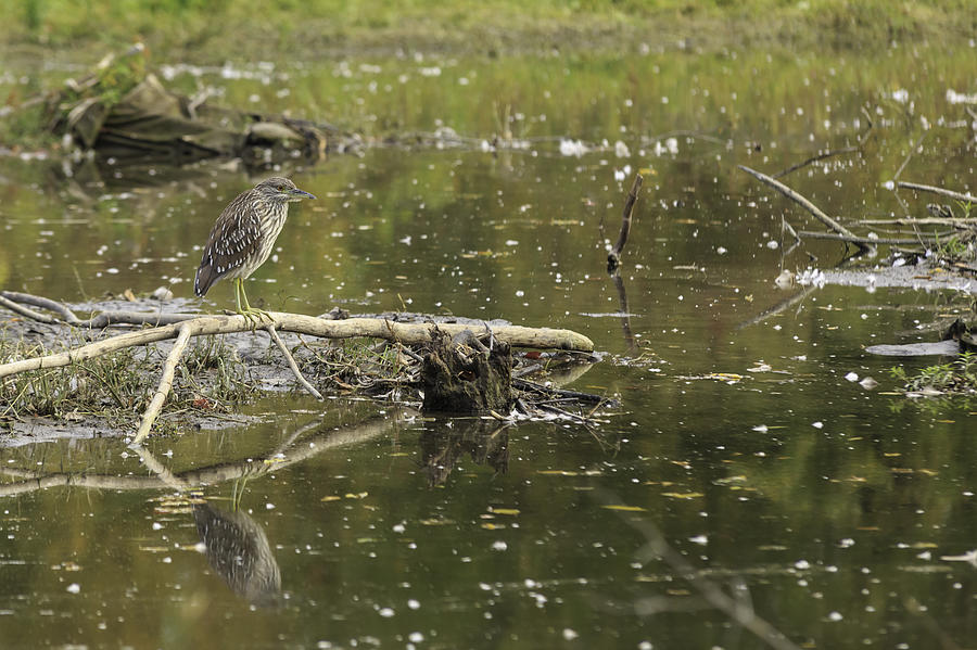 Juvenile Black Crowned Night Heron in a marsh Photograph by Josef Pittner