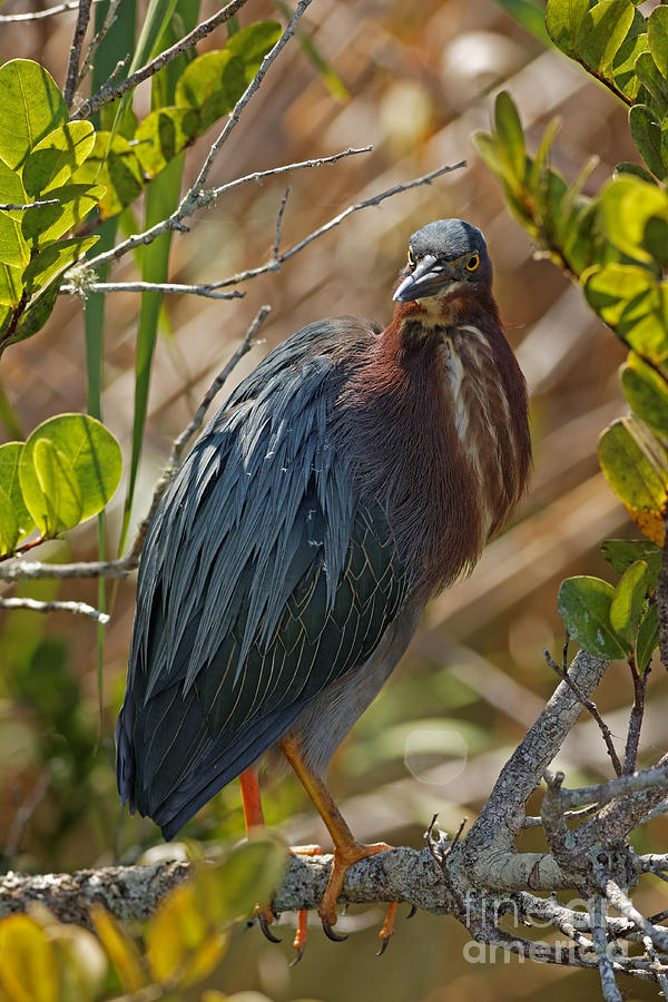 Green Heron  #1 Photograph by Natural Focal Point Photography