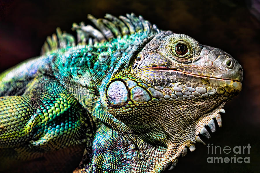 Green iguana #2 Photograph by Joerg Lingnau