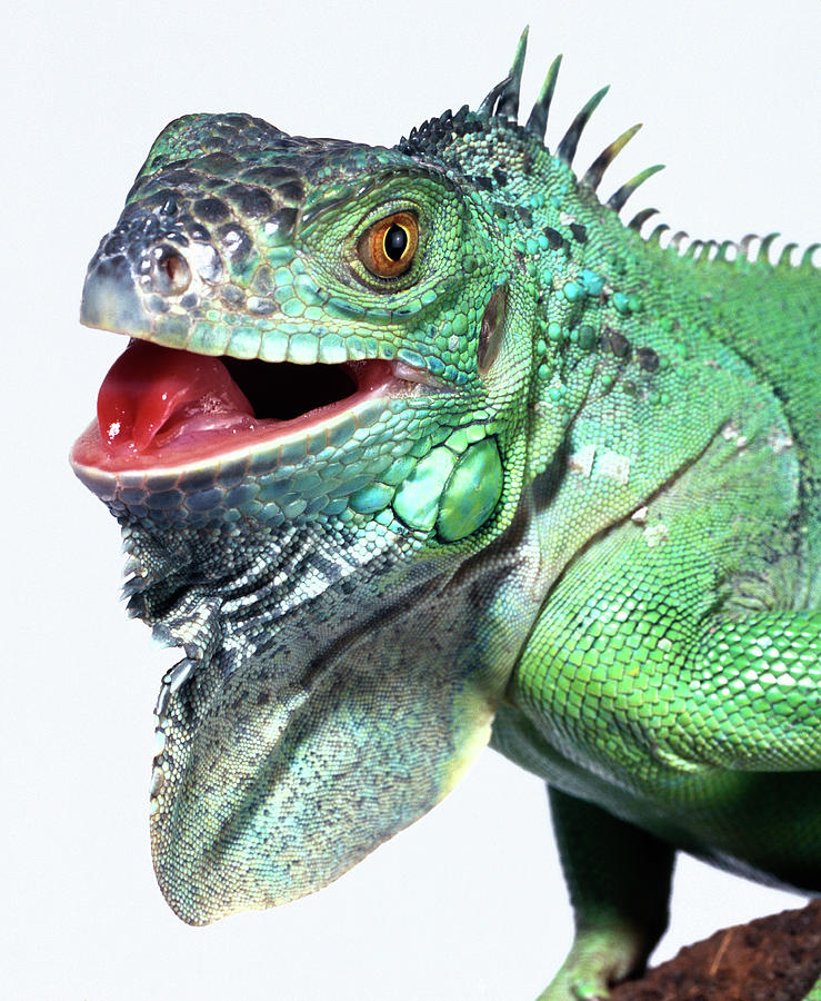 Green Iguana #1 by Natural History Museum, London/science Photo Library