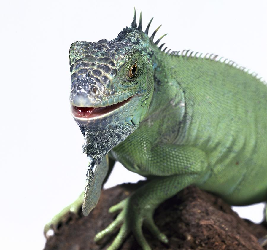 Green iguana Photograph by Science Photo Library - Fine Art America