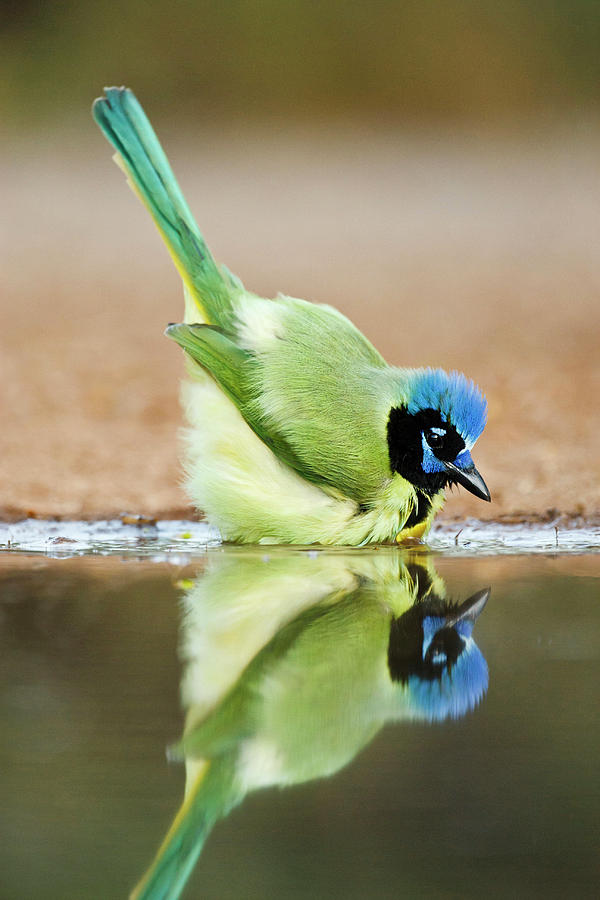 Bird Photograph - Green Jay (cyanocorax Yncas #1 by Larry Ditto