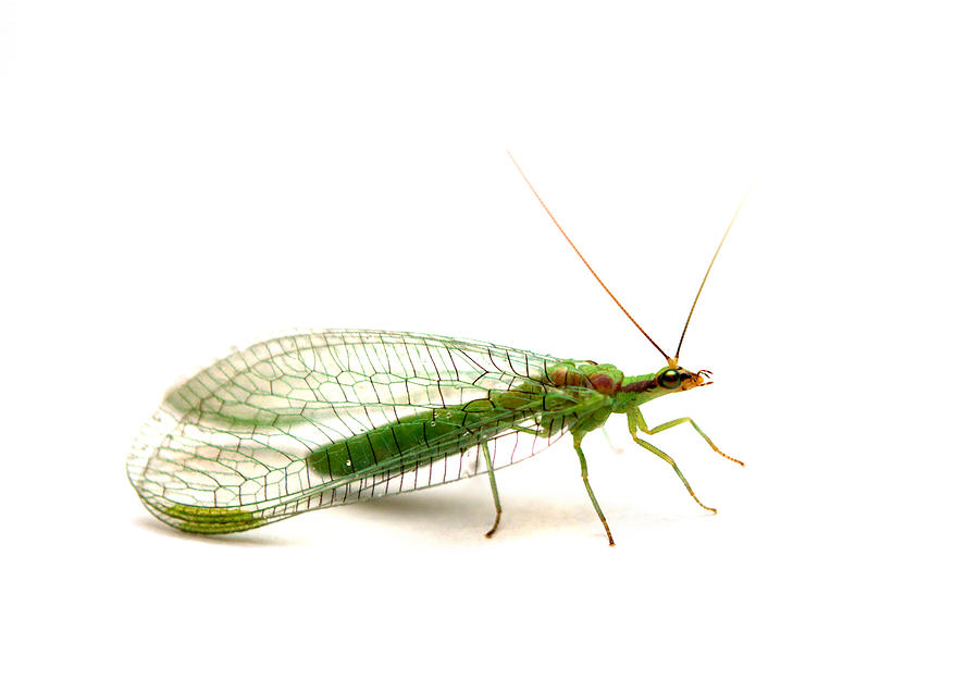 Green Lacewing #1 Photograph by Nathan Abbott