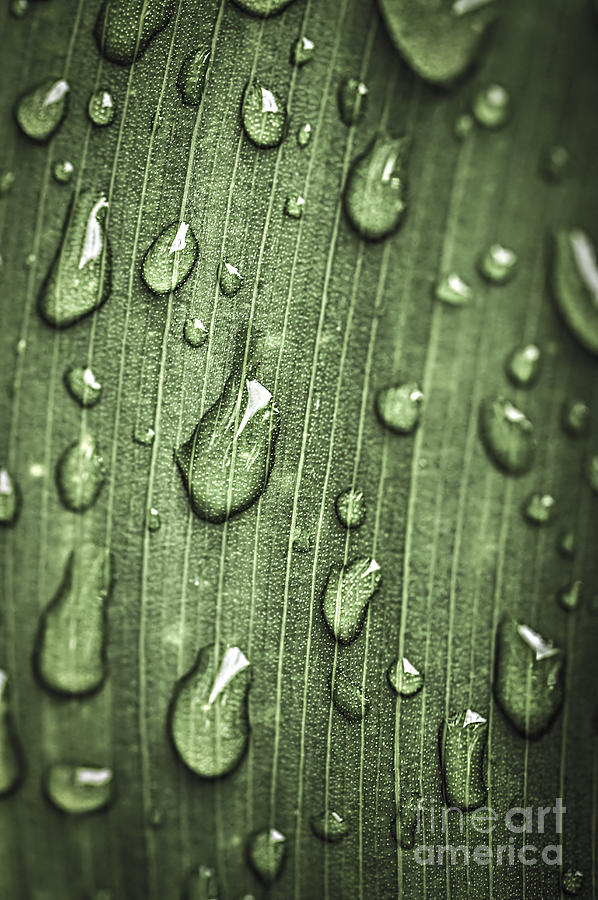 Nature Photograph - Green leaf abstract with raindrops 1 by Elena Elisseeva