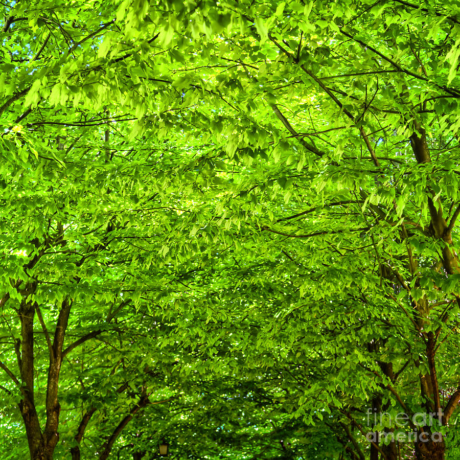 Green leaf canopy #1 Photograph by Gina Koch