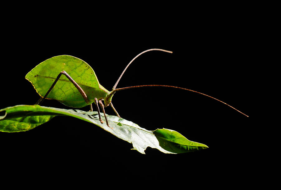 Green Leaf Katydid #1 Photograph by Francesco Tomasinelli