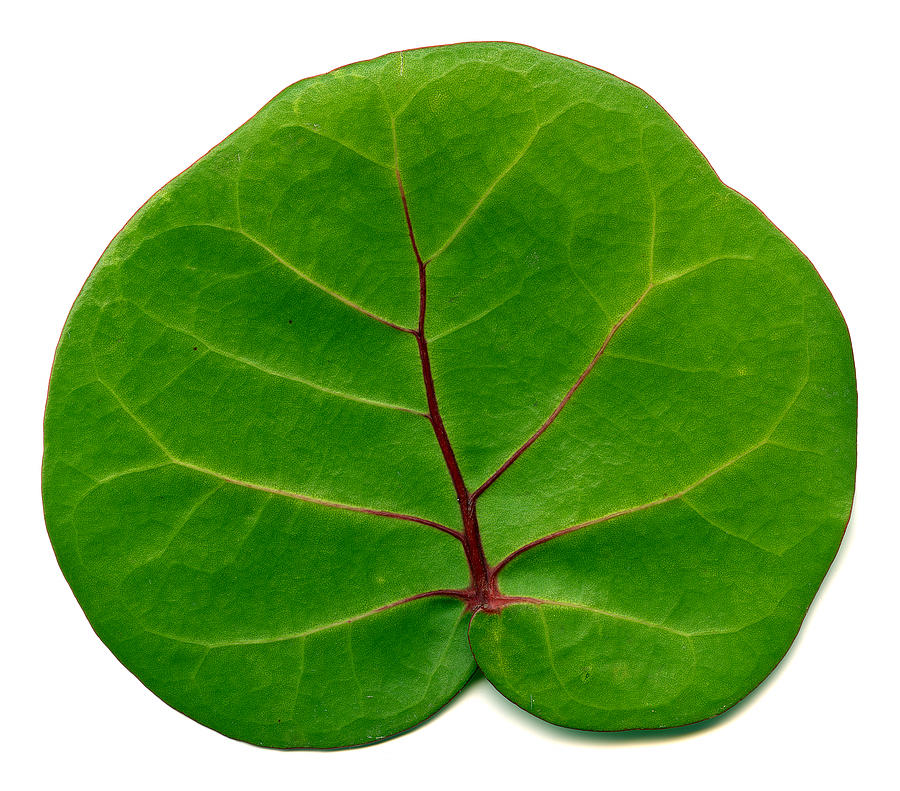 Green leaf #1 Photograph by Marek Poplawski