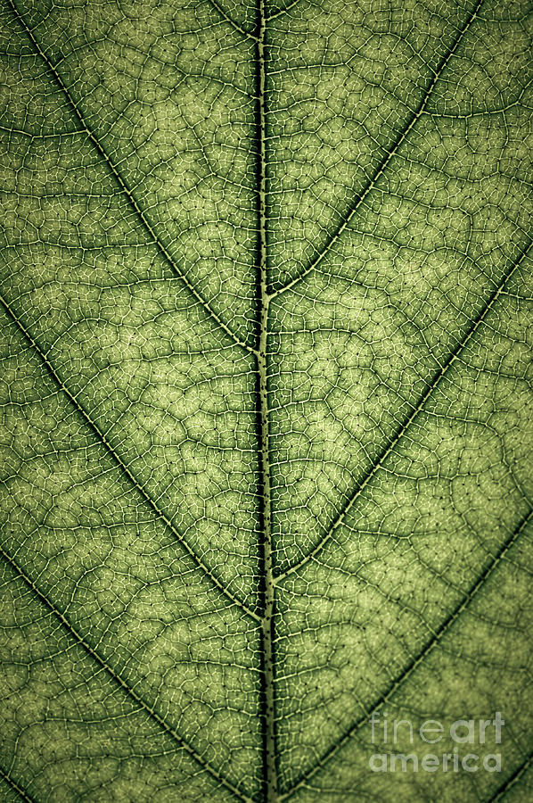 Green leaf texture 1 Photograph by Elena Elisseeva