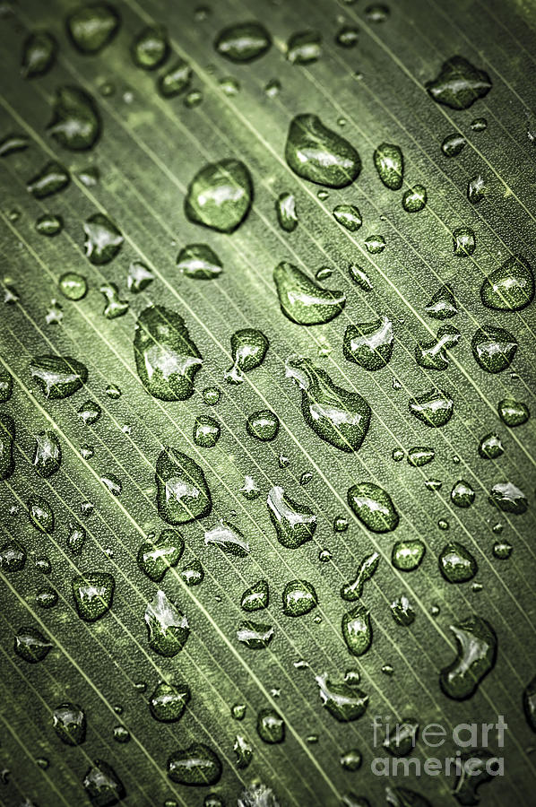 Green leaf with raindrops 1 Photograph by Elena Elisseeva