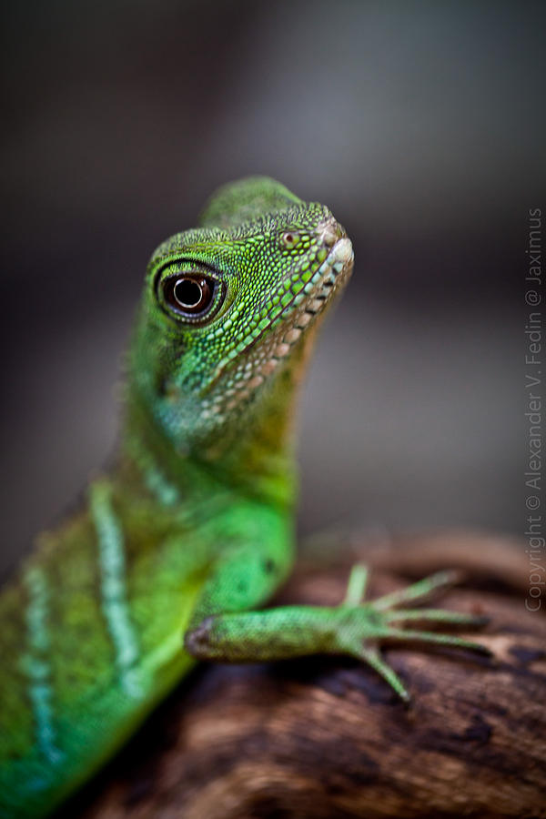Green Lizard #1 Photograph by Alexander Fedin