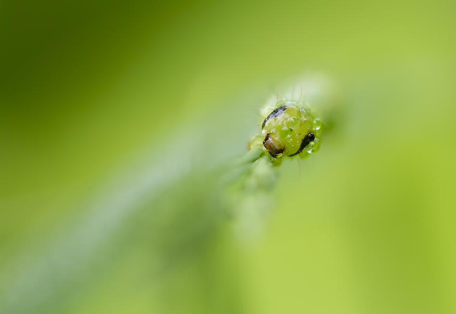 Green #1 Photograph by Mircea Costina Photography