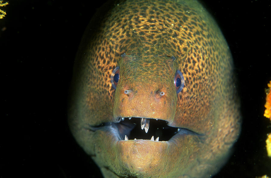 Green Moray Eel #1 Photograph by Greg Ochocki