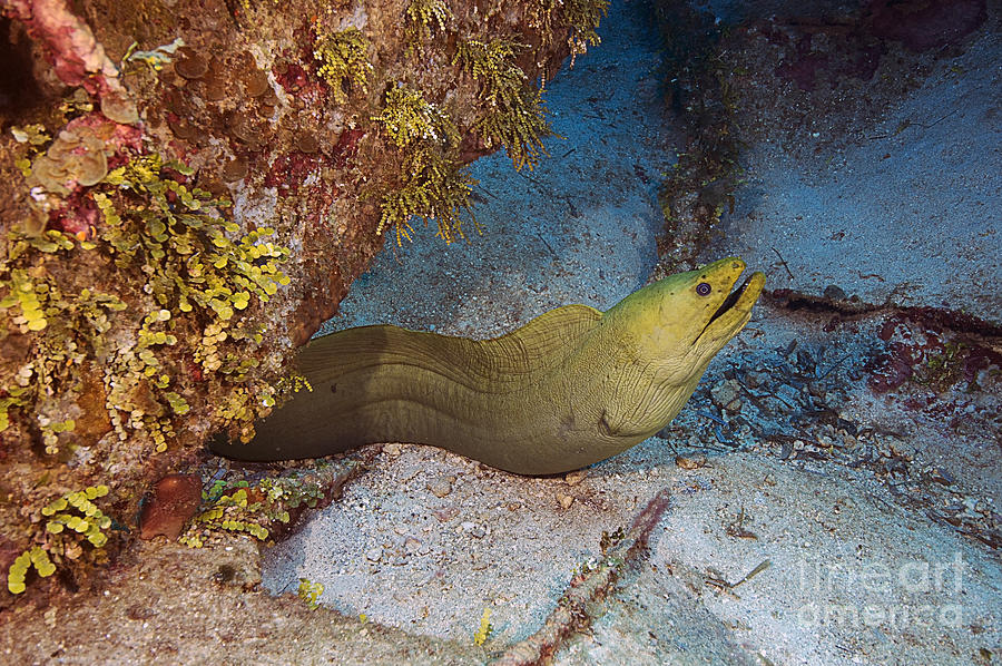 Green Moray Eel #2 Photograph by JT Lewis