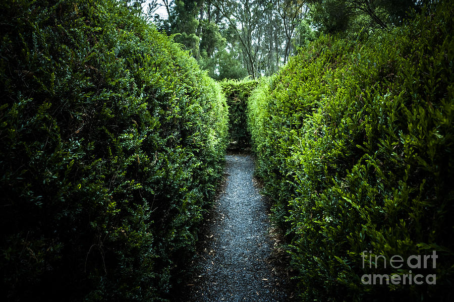Green nature photo inside hedge maze #1 Photograph by Jorgo Photography
